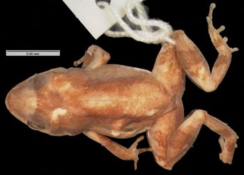 Media type: image; Herpetology A-21568